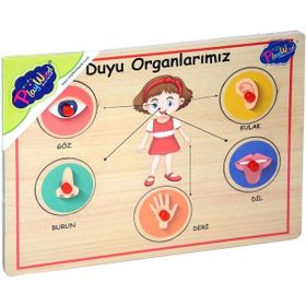 Playwood ONY-166/167 Ahşap Tutmalı Duyu Organlar