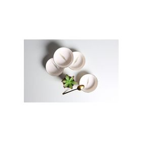 Porland Botanical 4'lü 12 cm Kase Seti