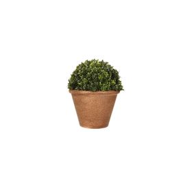 Porland Selagınella 21 cm 6 Adet Yapay Bitki