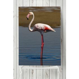 Postermanya Flamingo Hayvan 30x40 cm Poster