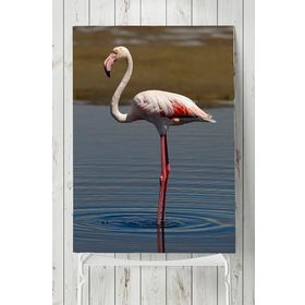 Postermanya Flamingo Hayvan 30x40 cm Poster