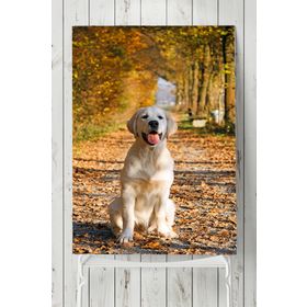 Postermanya Golden Retriever Hayvan 40x60 cm Poster