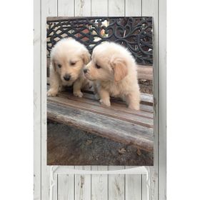 Postermanya Golden Retriever Hayvan 40x60 cm Poster