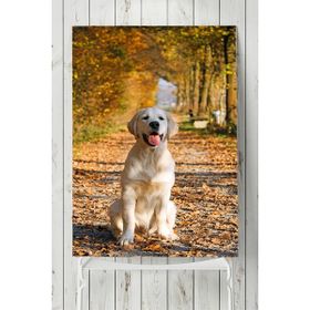 Postermanya Golden Retriever Hayvan 40x60 cm Poster