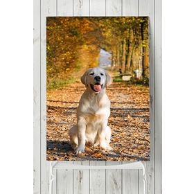 Postermanya Golden Retriever Hayvan 40x60 cm Poster
