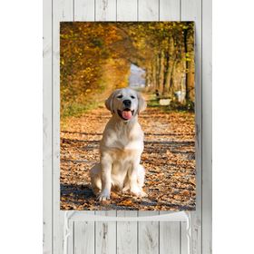 Postermanya Golden Retriever Hayvan 80x115 cm Poster