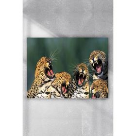 Postermanya Gülen Leoparlar Eğlenceli Mizahi 40x60 cm Poster