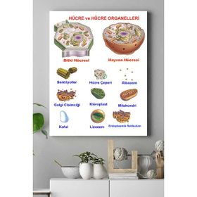 Postermanya Hücre Eğitim 40x60 cm Poster