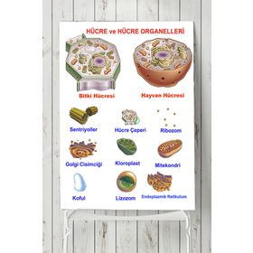 Postermanya Hücre Eğitim 40x60 cm Poster