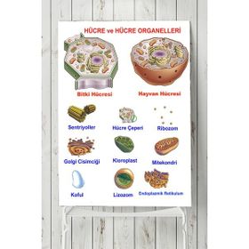 Postermanya Hücre Eğitim 80x115 cm Poster