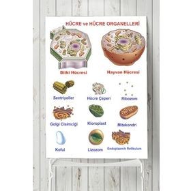 Postermanya Hücre Eğitim 80x115 cm Poster