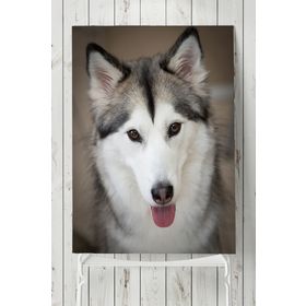 Postermanya Husky Hayvan 40x60 cm Poster