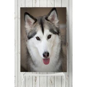 Postermanya Husky Hayvan 50x70 cm Poster