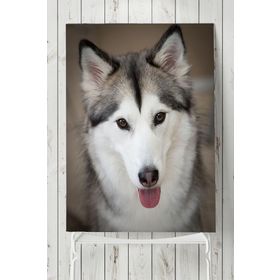 Postermanya Husky Hayvan 60x90 cm Poster