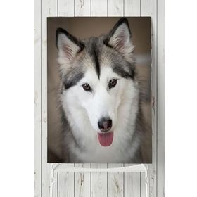 Postermanya Husky Hayvan 60x90 cm Poster