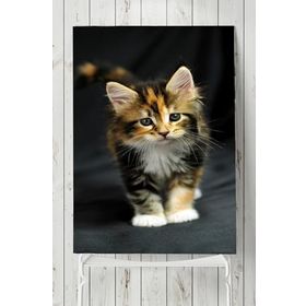 Postermanya Kedi Hayvan 2 30x40 cm Poster