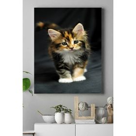 Postermanya Kedi Hayvan 2 40x60 cm Poster