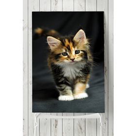 Postermanya Kedi Hayvan 2 40x60 cm Poster