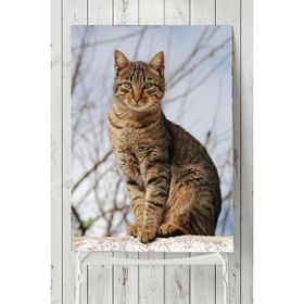 Postermanya Kedi Hayvan 2 60x90 cm Poster