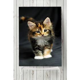 Postermanya Kedi Hayvan 2 60x90 cm Poster