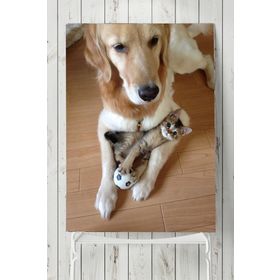 Postermanya Kedi Köpek Hayvan 50x70 cm Poster