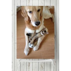 Postermanya Kedi Köpek Hayvan 50x70 cm Poster