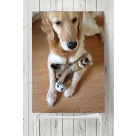 Postermanya Kedi Köpek Hayvan 50x70 cm Poster
