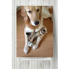 Postermanya Kedi Köpek Hayvan 50x70 cm Poster