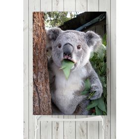 Postermanya Koala Hayvan 60x90 cm Poster