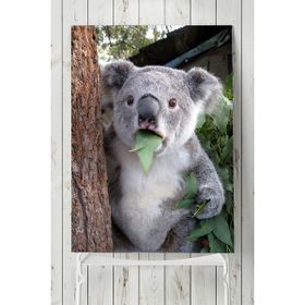 Postermanya Koala Hayvan 60x90 cm Poster