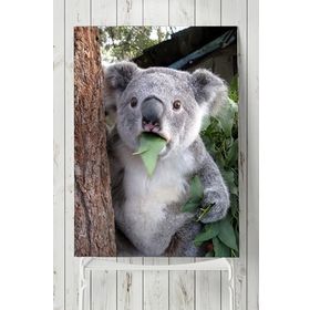 Postermanya Koala Hayvan 70x100 cm Poster