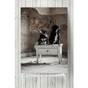 Postermanya Köpek Hayvan 30x40 cm Poster