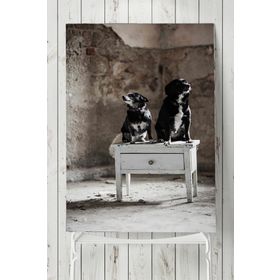 Postermanya Köpek Hayvan 60x90 cm Poster