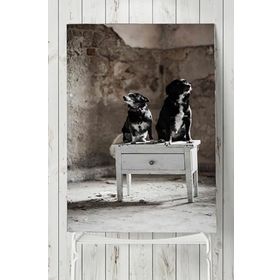 Postermanya Köpek Hayvan 60x90 cm Poster