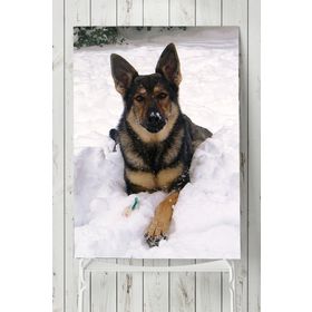 Postermanya Kurt Köpeği Hayvan 30x40 cm Poster