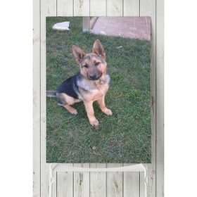Postermanya Kurt Köpeği Hayvan 40x60 cm Poster