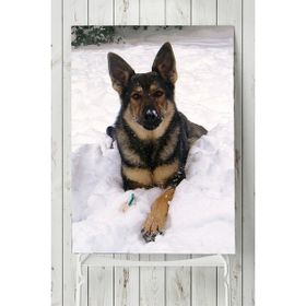 Postermanya Kurt Köpeği Hayvan 40x60 cm Poster