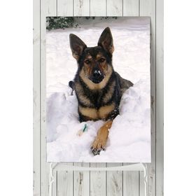Postermanya Kurt Köpeği Hayvan 60x90 cm Poster