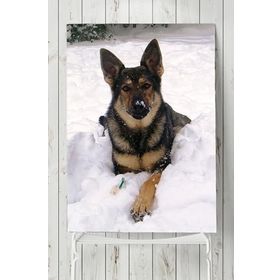 Postermanya Kurt Köpeği Hayvan 60x90 cm Poster