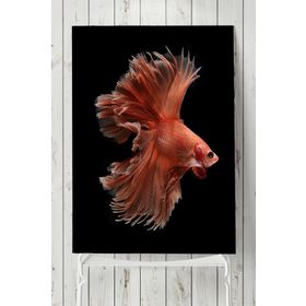 Postermanya Sanatsal Balık Hayvan 30x40 cm Poster