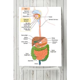 Postermanya Sindirim Sistemi Eğitim 70x100 cm Poster