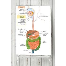 Postermanya Sindirim Sistemi Eğitim 70x100 cm Poster