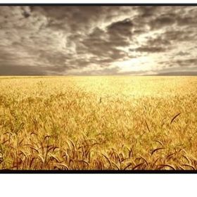 Profilo 65PA505E 65 inch UHD 4K Smart LED TV