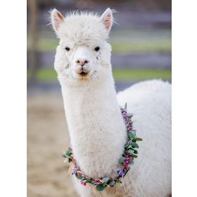 Ravensburger 132706 200 Parçalı Alpaka Lama Puzzle
