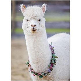 Ravensburger 132706 200 Parçalı Alpaka Lama Puzzle