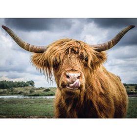 Ravensburger 132737 300 Parça Highland Cattle 1 Puzzle
