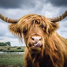 Ravensburger 132737 Highland Cattle 300 Parçalı Puzzle