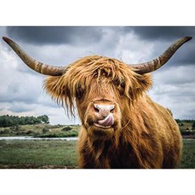 Ravensburger 132737 Highland Cattle 300 Parçalı Puzzle
