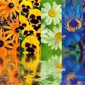 Ravensburger 164462 500 Parça Çiçek Yansıma Puzzle