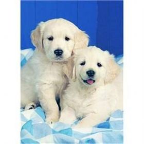 Ravensburger Beyaz Köpekler 500 Parça Puzzle
